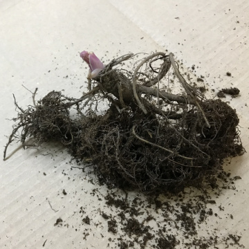 Стандарт поставки 6 Аквилегия Вильям Гиннес