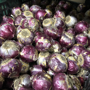 Стандарт поставки 2 Гиацинт Дельфт Блу