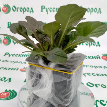 Стандарт поставки 1 Живучка ползучая Атропурпурея