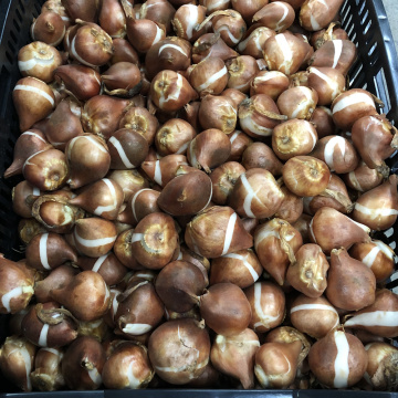 Стандарт поставки 6 Тюльпан Мазда