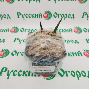 Стандарт поставки 3 Хоста Даймондс а Форевер (горшок р9)