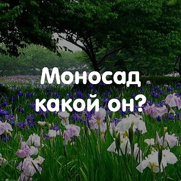 Моносад - сад одного цветка, какой он?