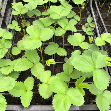 Стандарт поставки 5 Земляника Кабрилло