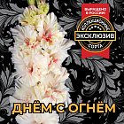 Гладиолус Днем с огнем