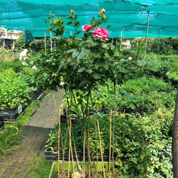 Стандарт поставки 3 Роза штамбовая Аква Стандарт поставки 3 Роза штамбовая Аква