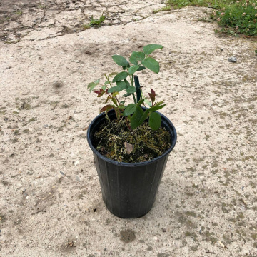 Стандарт поставки 6 Роза 4-х Ветров