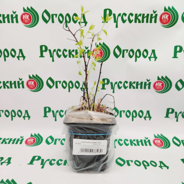 Стандарт поставки 1 Спирея японская Дартс Ред