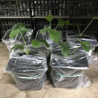 Земляника Альба