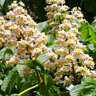 Каштан конский (горшок 7л)