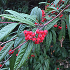 Кизильник иволистный Роял Карпит