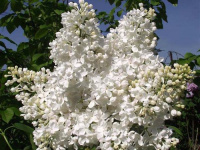Сирень обыкновенная Татьяна Полякова - купить с доставкой