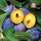 Слива домашняя Яичная синяя