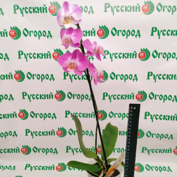 Стандарт поставки 4 Орхидея (Фаленопсис) Сиреневая, 1 ст. D12