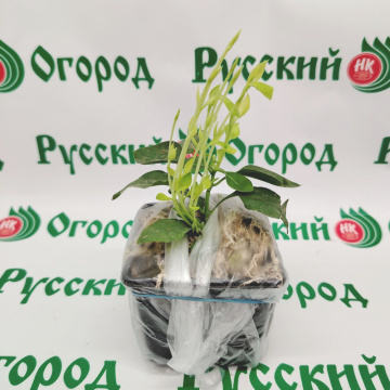 Стандарт поставки 6 Сирень обыкновенная Президент Греви