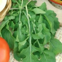 Рукола Культурная  - купить с доставкой