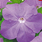 Лавандовый