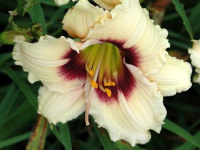Hemerocallis Snowy Eyes - купить с доставкой