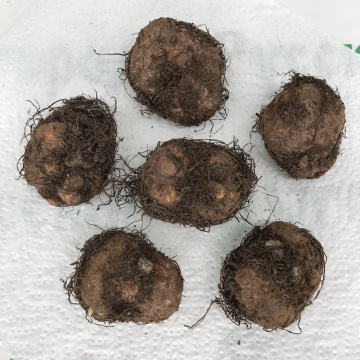 Стандарт поставки 3 Бегония Махровая медная