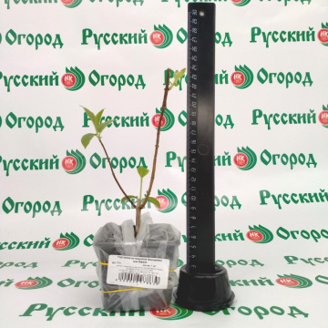 Стандарт поставки 1 Гортензия метельчатая Жемчужина фестиваля