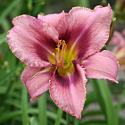 Лилейник гибридный Пепл Биколор