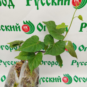 Стандарт поставки 5 Батат Бэтти