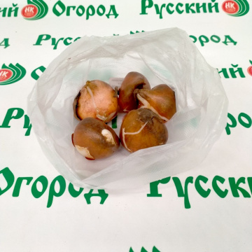 Стандарт поставки 2 Тюльпан Айс Эйдж