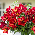 Петуния Крейзитуния Мандевиль