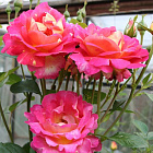 Роза Декор Арлекин (горшок 3 л)