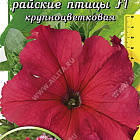 Светло-красный