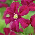 Клематис Мадам Джулия Корревон