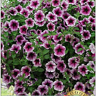 Фиолетово-сиреневый