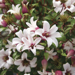 Clematis princezna Kate