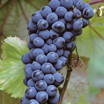 Виноград: ТОП-7 сортов для средней полосы