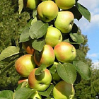 Яблоня колоновидная Валюта ( горшок 7л)