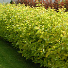 Дерен белый Аурея