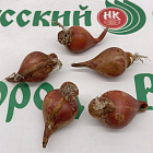 Тюльпан Литл Бьюти