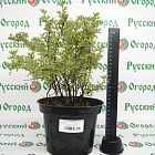 Лапчатка кустарниковая Принцесс (горшок 2 л)