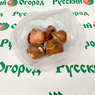 Стандарт поставки 2 Тюльпан Перпл Кристал Стандарт поставки 2 Тюльпан Перпл Кристал