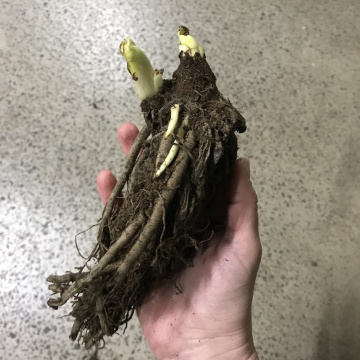 Стандарт поставки 7 Лилейник гибридный Богеймен