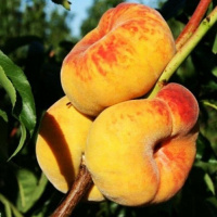 Персик инжирный Бельмондо - купить с доставкой