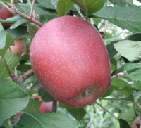Яблоня Гала Девил - купить с доставкой