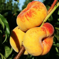 Персик инжирный Бельмондо