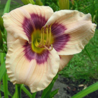 Hemerocallis Ursula Heuss - купить с доставкой