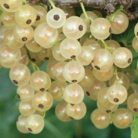 Смородина Смольяниновой (горшок 2л) - купить с доставкой