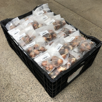 Стандарт поставки 5 Тюльпан Негрита Пэррот 