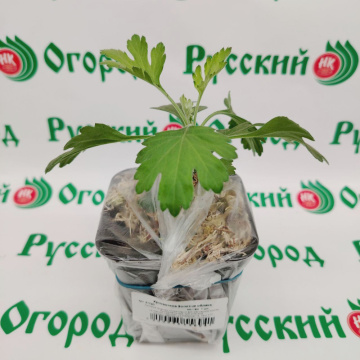 Стандарт поставки 1 Хризантема Золотые облака