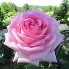 Роза Ева Руджиери (горшок 3л)