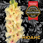 Гладиолус Нюанс