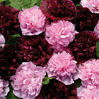 Смесь мальв Вери Берри 