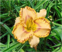 Hemerocallis Irresistible Rainbow - купить с доставкой